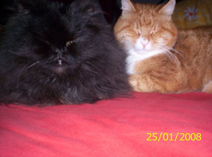 Ricci und Moller - Mâle (15 ans)