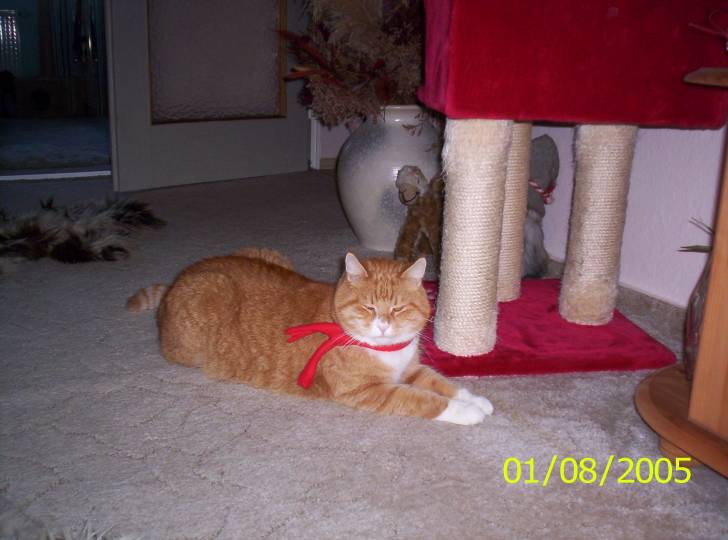 mein großer Kater Moller - Mâle (15 ans)