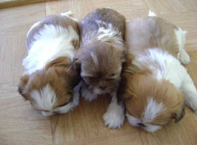 chiot a fripouille - (2 mois)