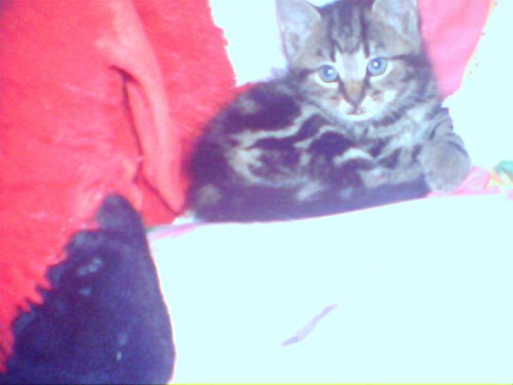 Benny - Mâle (4 mois)
