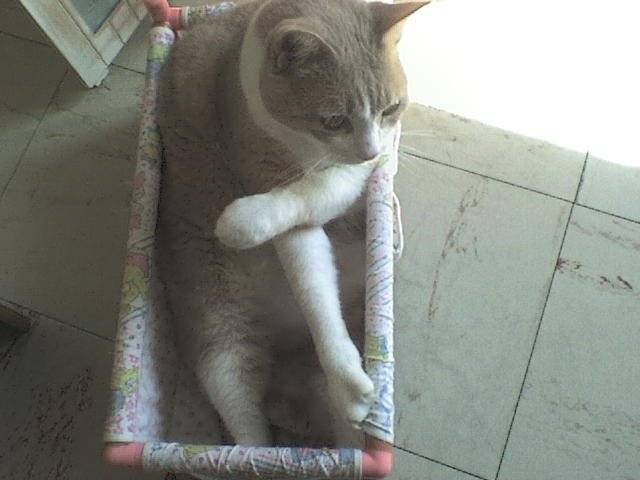 pikatchu - Mâle (9 ans)