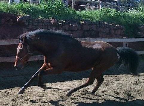 Balin - Mâle (9 ans)