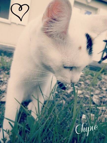 Chipie - (2 ans)