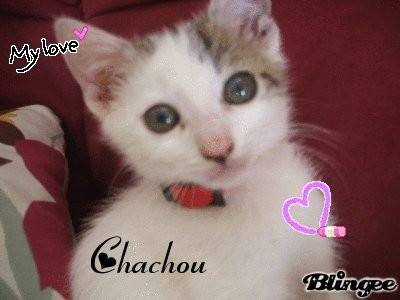 Chachou - Mâle (3 ans)