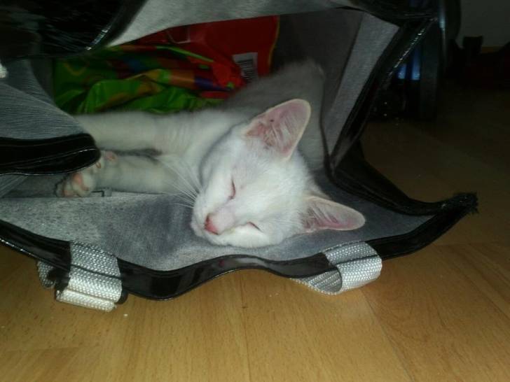 Lucky dans un cady - Mâle (3 mois)