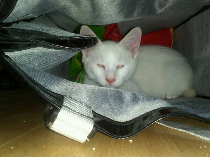 Lucky Lucky! - Mâle (3 mois)