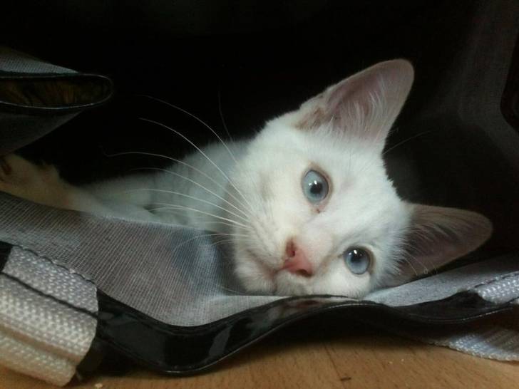 Lucky - Mâle (3 mois)