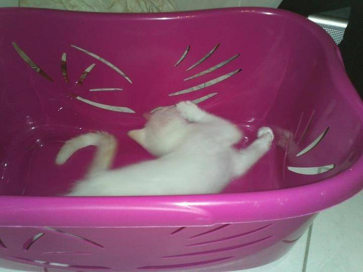 Aaa mon Lucky... - Mâle (3 mois)