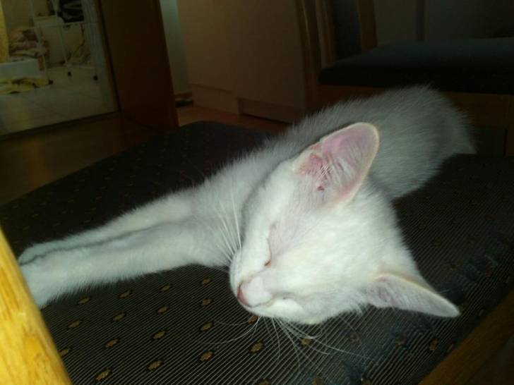 Lu...Lucky! - Mâle (3 mois)