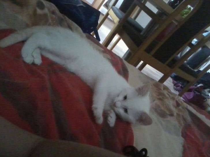 Mon Lucky! - Mâle (3 mois)