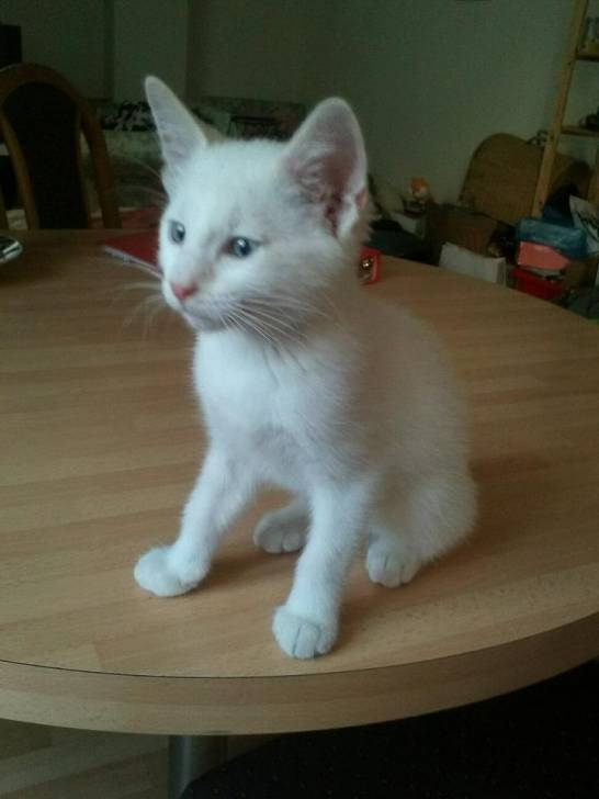 Lucky - Mâle (3 mois)
