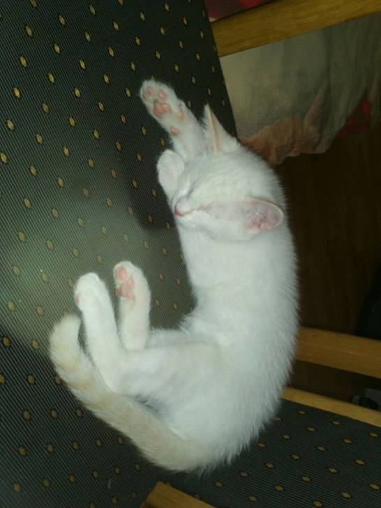 Lucky - Mâle (3 mois)