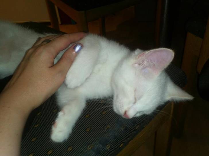 Lucky - Mâle (3 mois)