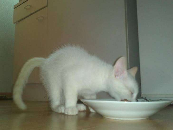 Lucky - Mâle (3 mois)