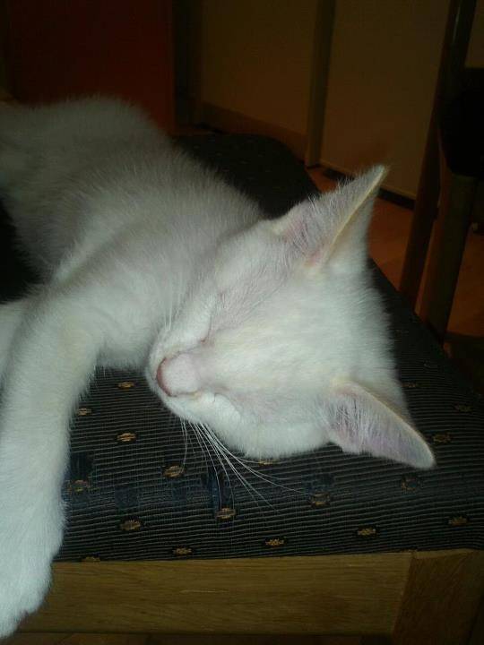 Lucky - Mâle (3 mois)