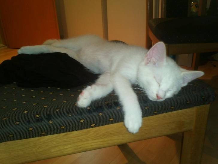 Lucky - Mâle (3 mois)