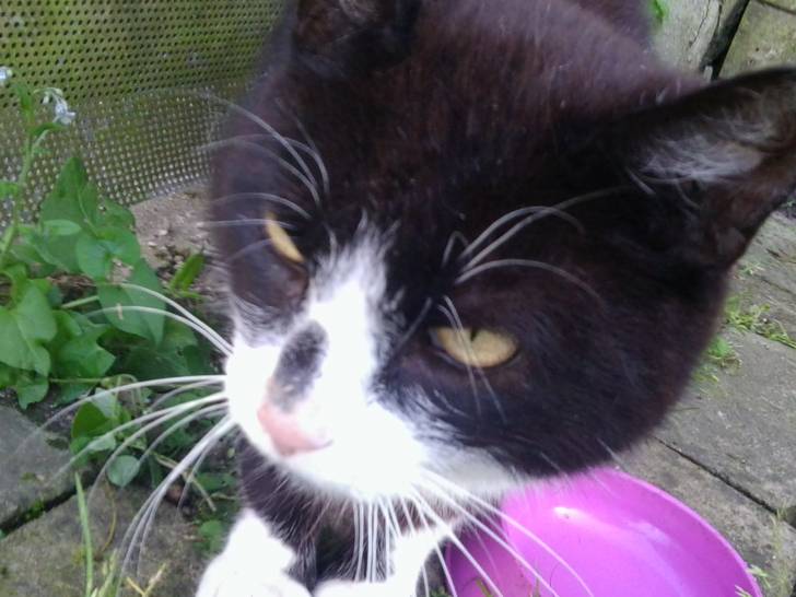 Katerle - Mâle (7 ans)