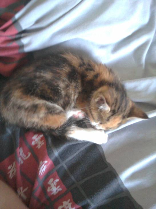 lola - (4 mois)