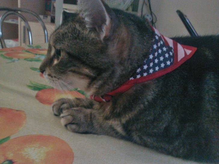 chippie - (8 ans)