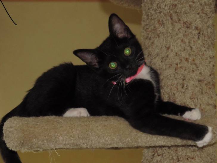 Chessie - (4 mois)