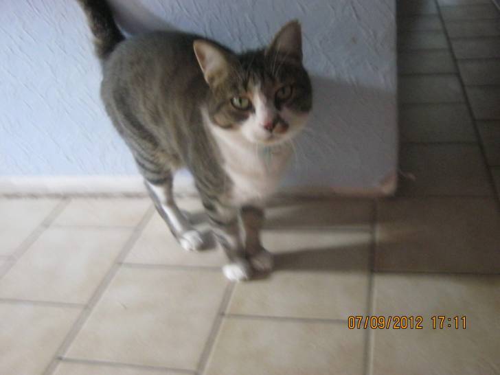 Chouchou - Mâle (4 ans)