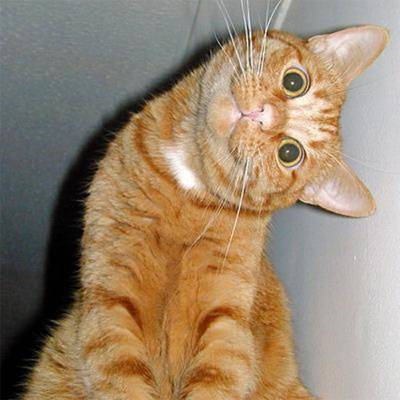 biscottes - (4 mois)