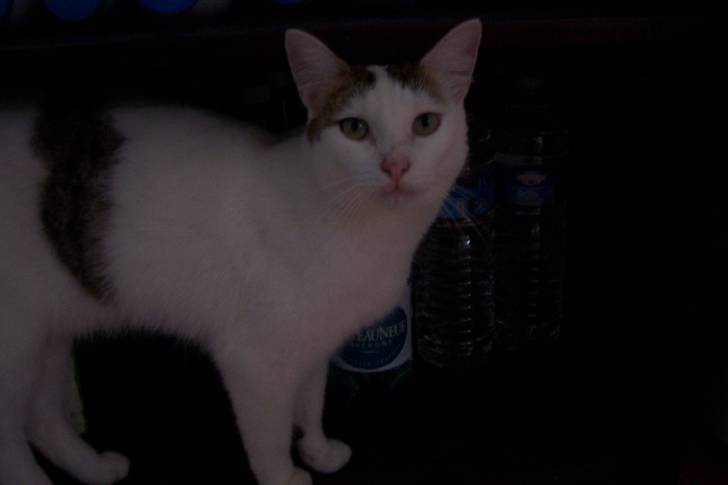 smiley - Mâle (4 ans)