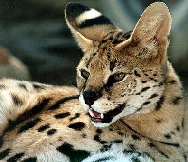 Milord Serval - Mâle (3 ans)