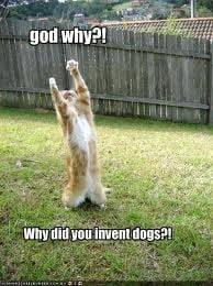 WHY WHY WHY!!?!?!? - (1 an)