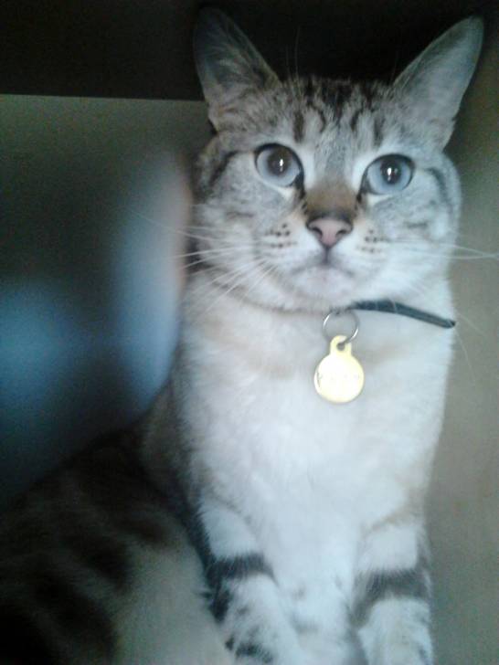 Jag - Mâle (2 ans)