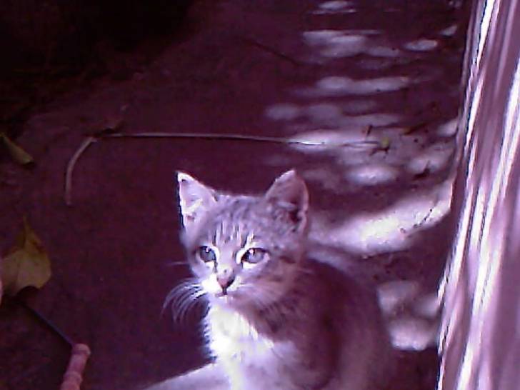 Fluffy - Mâle (3 mois)