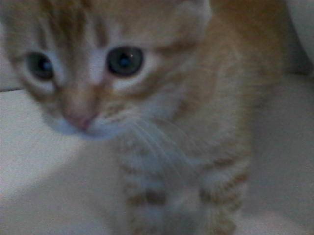 Tommy - Mâle (2 mois)
