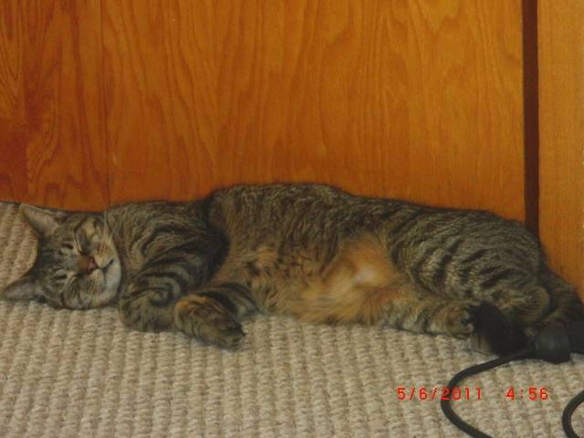 Boo - Mâle (4 ans)