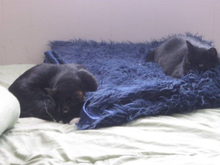 Yumichiki and Hegikauta -