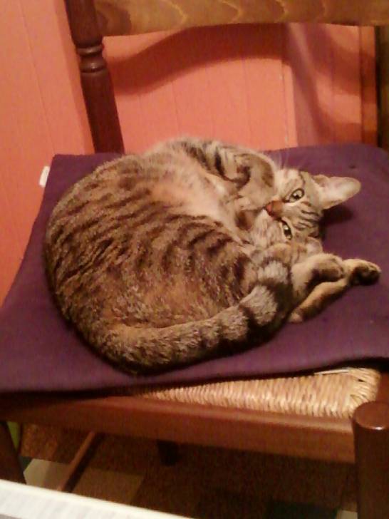 Choupette - (2 ans)