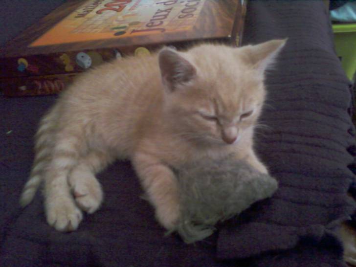 Minette - (2 mois)