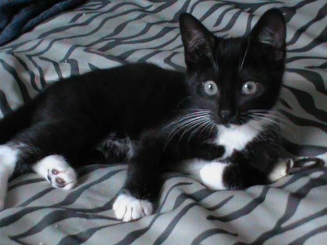 Eli - Mâle (8 mois)