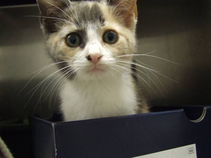 Maggie - (3 mois)