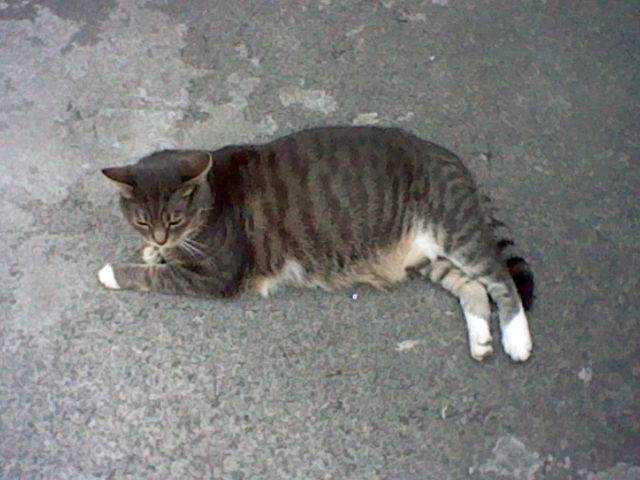 Luna - (4 ans)