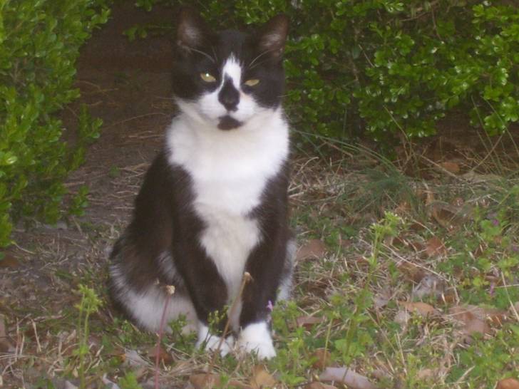 Max - Mâle (8 ans)