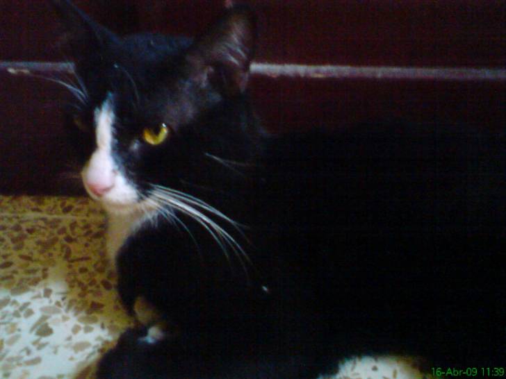 Sushi Yamashita - Mâle (4 ans)