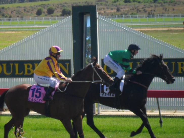 race horses - Mâle (4 ans)