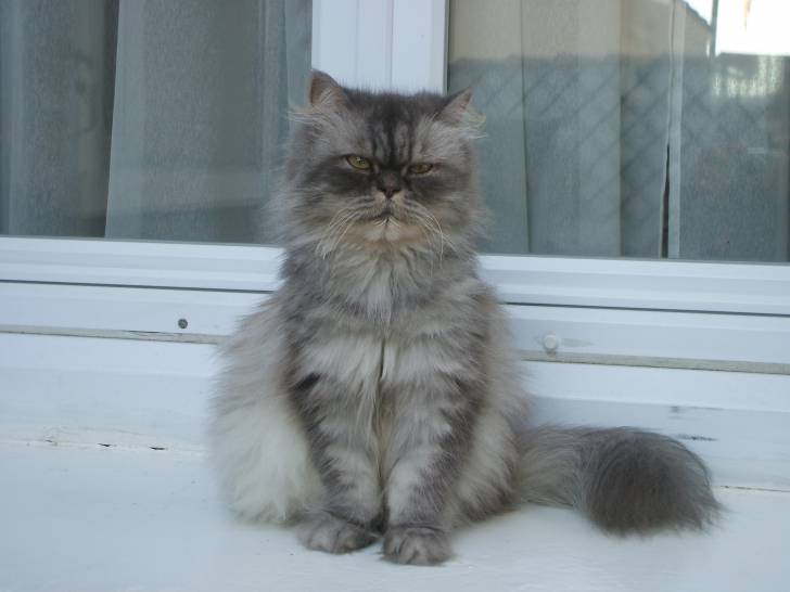 Sheba - (11 ans)