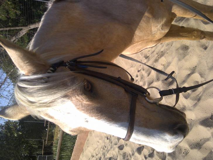 Ramona -