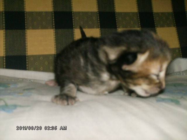 pequita - (3 mois)