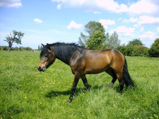 Belle - (6 ans)