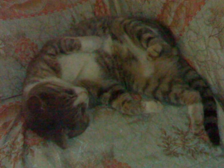 tigret - Mâle (2 ans)