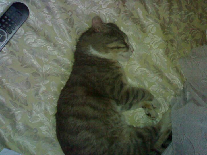 tigret - Mâle (2 ans)