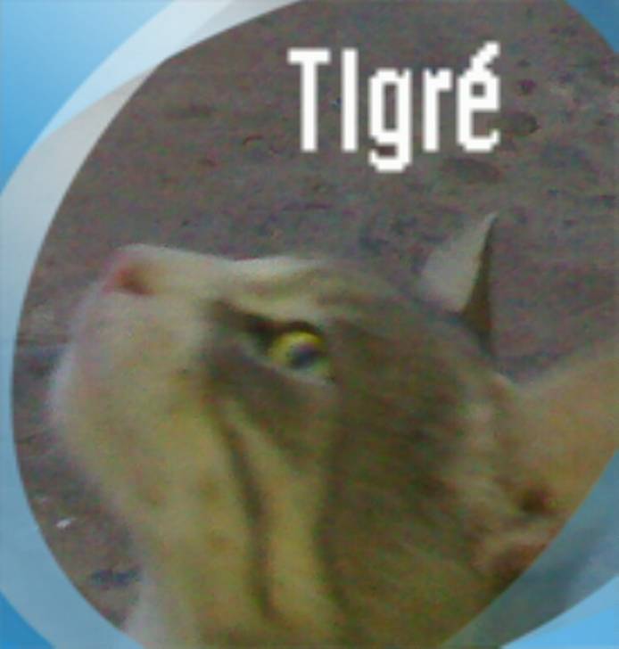 tigret - Mâle (2 ans)