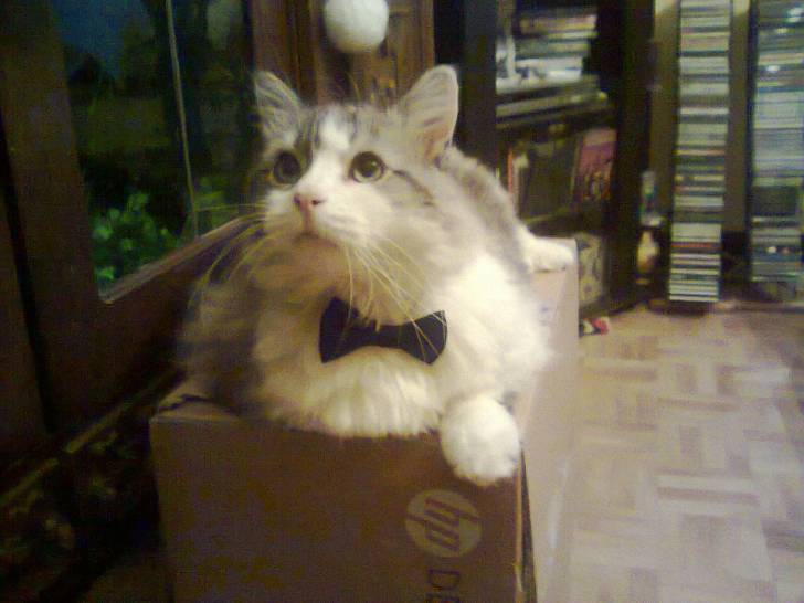 Bébéchaton - Mâle (11 ans)
